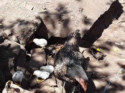 RandoOuest17-07-2024